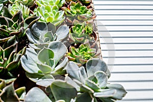 Top view many kinds of succulents in pots cultivation for creating modern art botany composition