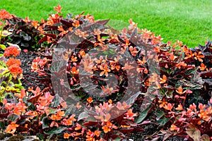 Top view of many orange begonia flowers with fresh in a garden in a sunny summer day, perennial flowering plants in the family Beg