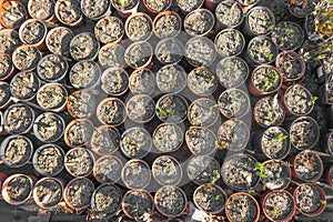 Top view of many pots with soil and seedling in large greenhouse. Farming and cultivation of vegatable and flower bushes