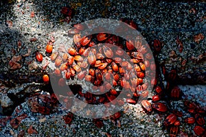 top view of many red firebugs