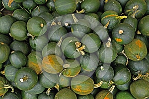 Top view of many small green Rondini Gem squashes