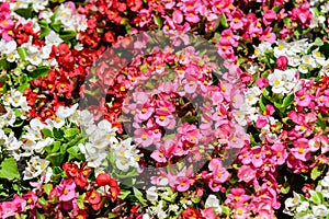 Top view of many vivid pink begonia flowers with fresh in a garden in a sunny summer day, perennial flowering plants in the family