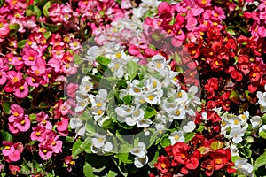 Top view of many vivid pink begonia flowers with fresh in a garden in a sunny summer day, perennial flowering plants in the family