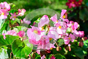 Top view of many vivid pink begonia flowers with fresh in a garden in a sunny summer day, perennial flowering plants in the family