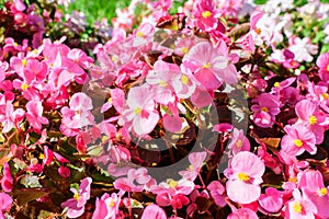 Top view of many vivid pink begonia flowers with fresh in a garden in a sunny summer day, perennial flowering plants in the family