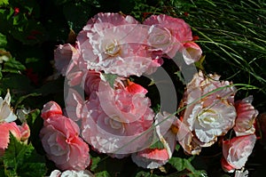 Top view of many vivid pink begonia flowers with fresh leaves in a garden pot in a sunny summer day, perennial flowering plants in
