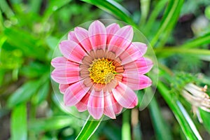 Top view of many vivid pink gazania flowers and blurred green leaves in soft focus, in a garden in a sunny summer day, beautiful