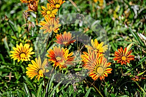 Top view of many vivid yellow and orange gazania flowers and blurred green leaves in soft focus, in a garden in a sunny summer day