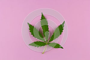 Top view marihuana leaf