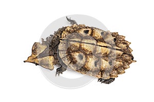 Top view of a Mata Mata, turtle, Chelus fimbriata, isolated