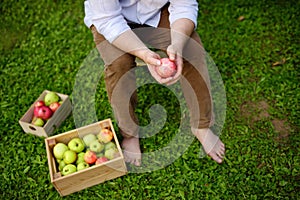 Top view of mature man picking apples in orchard. Person resting during harvest