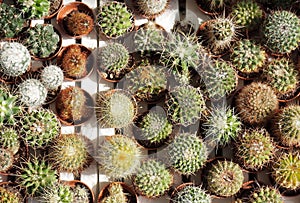 Top view of mini cactus plants under the sunlight