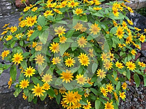 Top view mini sun flowers plants in garden