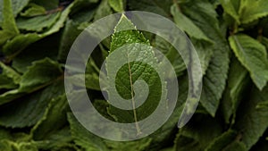 Top view of the mint leaf falling toward to mint leafs background