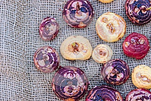 Top view of mixed gladioli bulbs on sackcloth