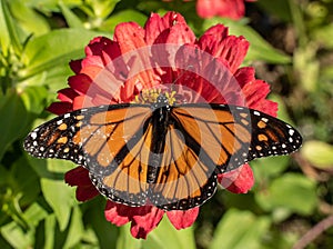 Top View of Monarch Butterfly on Red Zinnia