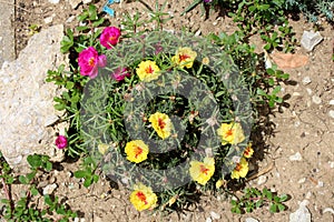 Top view of Moss rose or Portulaca grandiflora plant with open yellow and dark pink flowers and closed flower buds in home garden