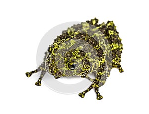 Top view of a Mossy frog, Theloderma corticale, isolated