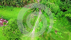 The top view of a motorcycle going through a dirt road with a lot of palm oil trees in front of it