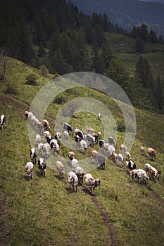 top view of mountain landscape with caws on pasture. Healthy food farming concept. photo