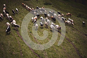 top view of mountain landscape with caws on pasture. Healthy food farming concept. photo