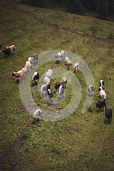 top view of mountain landscape with caws on pasture. Healthy food farming concept. photo