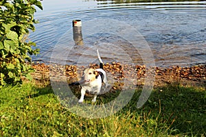 Top view in multi colored on a wet jack russell terrier with his toy in meppen emsland germany