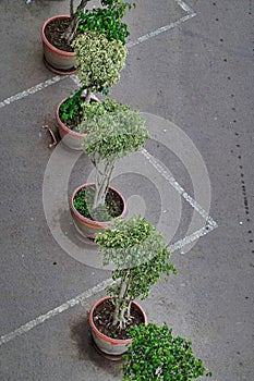 Top view of the myrtle plant in flowerpots on the street