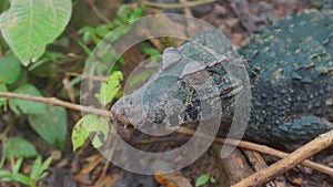 Top view of Narrow-snouted Spectacled Caiman. Common names: Caiman de anteojos. photo