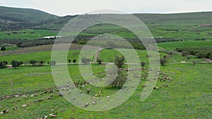 Top view of the nature of Northern Israel and a shepherd driving a flock of sheep into a field