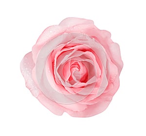 Top view nature soft color pink rose flowers blooming with water drops  isolated on white background with clipping path