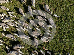 Top view of nellore cattle herd on green pasture photo