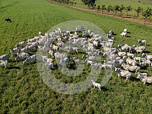 Top view of nellore cattle herd on green pasture photo