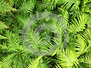 Top view of Nephrolepis exaltata or Boston Ferns - leaf green background