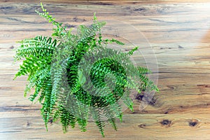 Top view of Nephrolepis exaltata on wooden floor