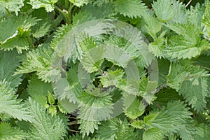 Top view of nettle plants in backyard for botanical properties