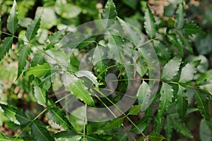 Top view of the newly emerged leaves of a small Indian lilac plant in the garden