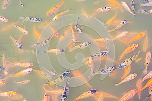 Top view of Nile tilapia fish on farm waiting for food in aquaculture pond at feeding time. Freshwater fish in aquaculture pond.