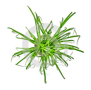 Houseplant - young Nolina a potted plant isolated over white top view photo