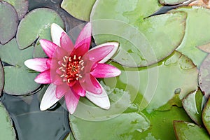 Top view of a nymphaeaceae purple water lily flower