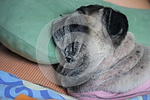 Top view obese pug sleeping sick with skin disease, close-up view.