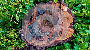 A Cut down Oak tree