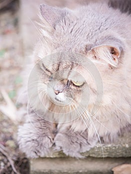 Top view of old female gray persian cat with long hair sit in ga