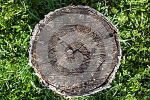 Top view of an old rotten stump of round even shape of brown color in green grass, design background for wallpaper. Dead sawn