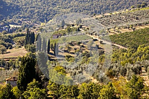 Top view of olive trees against mountains in Tuscany in Italy