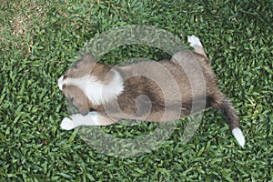 Top view of a one month puppy with splotched fur lying on the grass. A relaxed pup outside