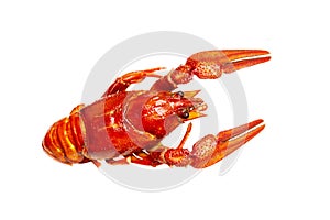 Top view of one single crayfish isolated on white background
