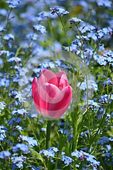 Top view of one vivid pink tulip and small blurred blue forget me not flowers in full bloom in a garden in a sunny spring day, bea