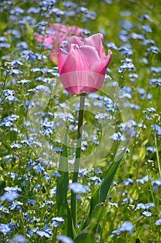 Top view of one vivid pink tulip and small blurred blue forget me not flowers in a garden in a sunny spring day, beautiful outdoor