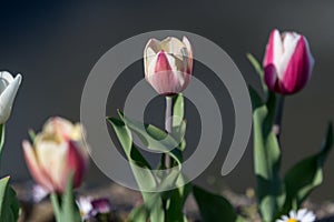 Top view of one vivid red and white tulip in a garden in a sunny spring day, beautiful outdoor floral background photographed with